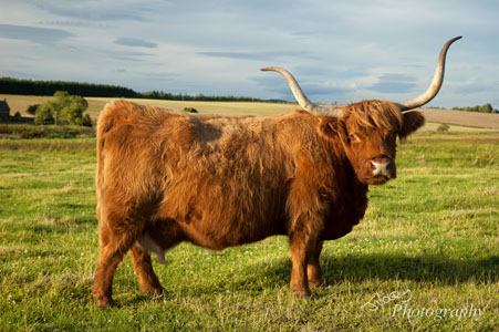 Highland Cow